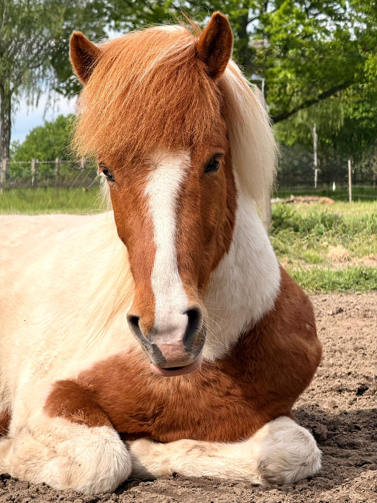Tjaldur