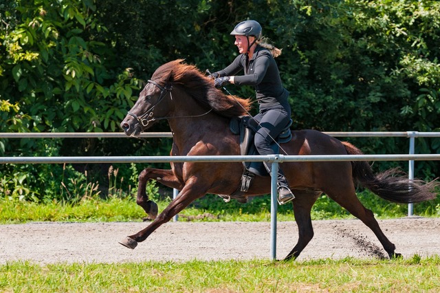 Islandpferd auf der Weide